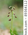 Spring-blooming wild orchid Ebine 89364112