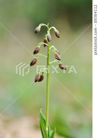 春暖花開的野蘭花 89364112