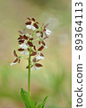 Spring-blooming wild orchid Ebine 89364113