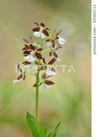 Spring-blooming wild orchid Ebine Spring-blooming wild orchid Ebine 89364113