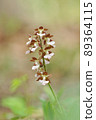 Spring-blooming wild orchid Ebine 89364115