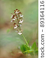 Spring-blooming wild orchid Ebine 89364116