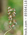 Spring-blooming wild orchid Ebine 89364118