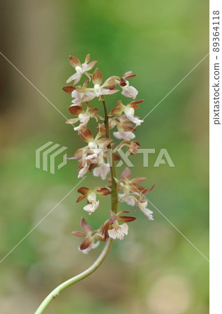 Spring-blooming wild orchid Ebine Spring-blooming wild orchid Ebine 89364118