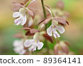 Spring-blooming wild orchid Ebine 89364141