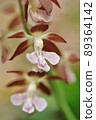 Spring-blooming wild orchid Ebine 89364142