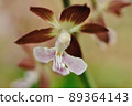 Spring-blooming wild orchid Ebine 89364143