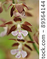 Spring-blooming wild orchid Ebine 89364144