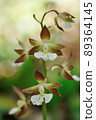 Spring-blooming wild orchid Ebine 89364145