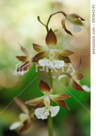 Spring-blooming wild orchid Ebine 89364145