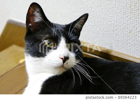 A cat that looks away from mischief A cat that looks away from mischief 89364223