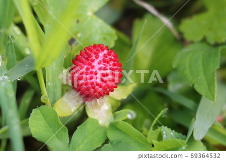 snake strawberry snake strawberry 89364532