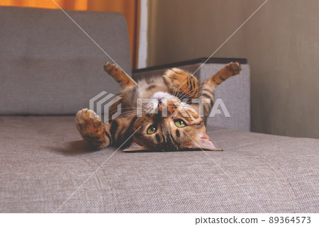 Bengal cat lying on sofa and smiling. Bengal cat lying on sofa and smiling. 89364573