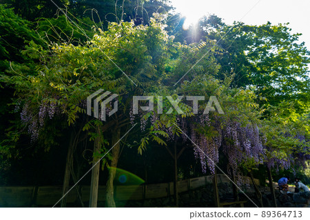 Moss phlox of Yamasa Kamaboko Co., Ltd. 89364713
