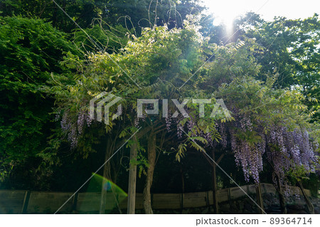 Moss phlox of Yamasa Kamaboko Co., Ltd. Moss phlox of Yamasa Kamaboko Co., Ltd. 89364714