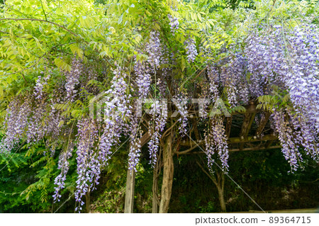 Moss phlox of Yamasa Kamaboko Co., Ltd. Moss phlox of Yamasa Kamaboko Co., Ltd. 89364715