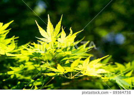 Moss phlox of Yamasa Kamaboko Co., Ltd. Moss phlox of Yamasa Kamaboko Co., Ltd. 89364738