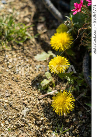 Moss phlox of Yamasa Kamaboko Co., Ltd. Moss phlox of Yamasa Kamaboko Co., Ltd. 89364771