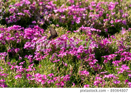 Yamasa Kamaboko Co., Ltd.的苔蘚福祿考 Yamasa Kamaboko Co., Ltd.的苔蘚福祿考 89364807