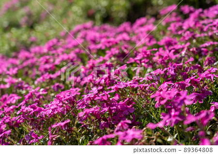 Yamasa Kamaboko Co., Ltd.的苔蘚福祿考 Yamasa Kamaboko Co., Ltd.的苔蘚福祿考 89364808