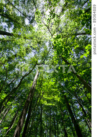 Looking up at the fresh green Karamatsu forest, the leaves that shine light green in the sunlight are beautiful. 89364889
