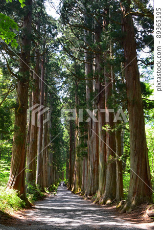 戶隠神社瑞神門的200多棵杉樹成蔭的杉樹充滿了清新的空氣和負離子。 戶隠神社瑞神門的200多棵杉樹成蔭的杉樹充滿了清新的空氣和負離子。 89365195