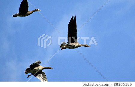 A white-fronted goose flying in the blue sky toward the south. Mayor of Naganuma, where many white-fronted goose, bean geese, and swans rest. A white-fronted goose flying in the blue sky toward the south. Mayor of Naganuma, where many white-fronted goose, bean geese, and swans rest. 89365199