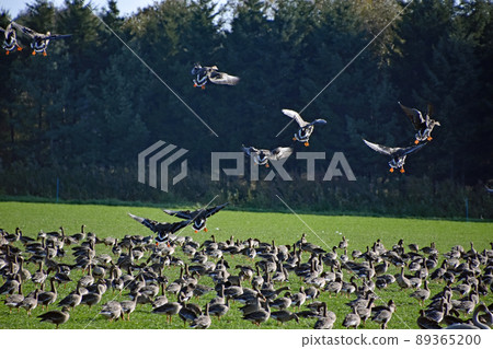 Many white-fronted geese, geese, bean geese, and swans are resting and foraging in the fields around Choto-numa. Many white-fronted geese, geese, bean geese, and swans are resting and foraging in the fields around Choto-numa. 89365200