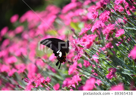 Papilio helenus 和石竹 89365438