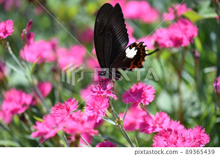 Papilio helenus 和石竹 Papilio helenus 和石竹 89365439