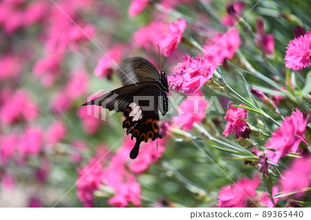 Papilio helenus 和石竹 Papilio helenus 和石竹 89365440