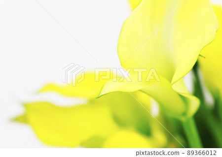 佛苞，黃色花朵 89366012