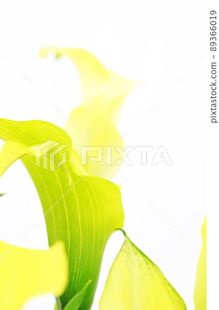 Buddha bracts, yellow flowers Buddha bracts, yellow flowers 89366019