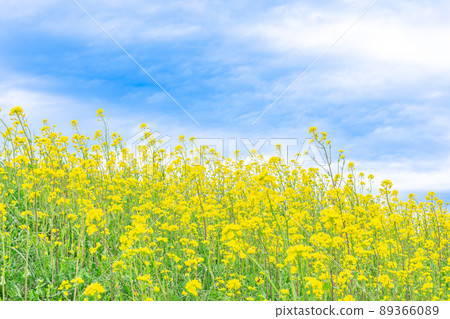Blue sky and rape field / Kawajima Town, Saitama Prefecture Blue sky and rape field / Kawajima Town, Saitama Prefecture 89366089