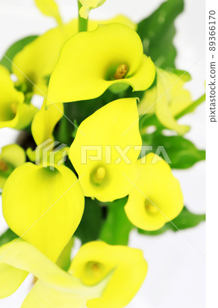 黃色花，佛苞 89366170