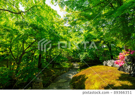 Blue maple Blue maple 89366351