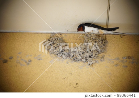 Bird's nest making 89366441