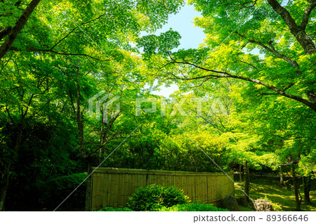 Blue maple 89366646