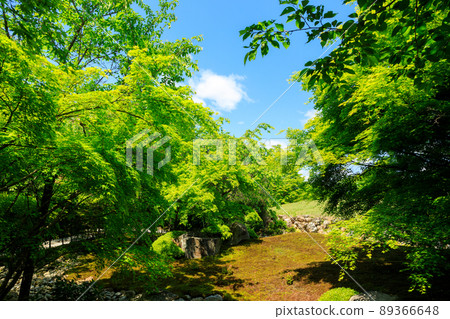 Blue maple Blue maple 89366648