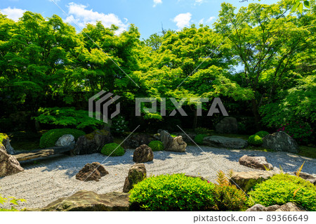 Blue maple Blue maple 89366649