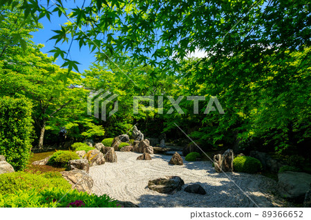 Blue maple Blue maple 89366652