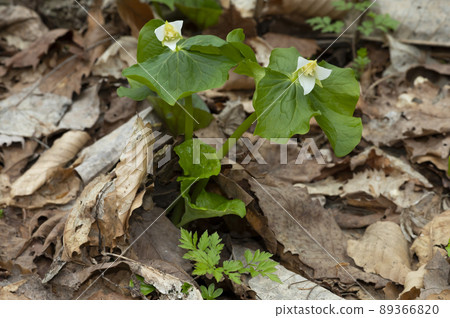 箭魚Eniree 89366820