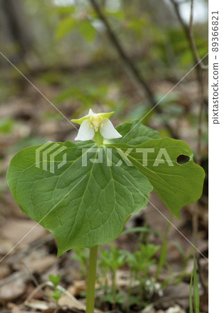 Swordfish Eniree Swordfish Eniree 89366821