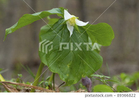 Swordfish Eniree 89366822