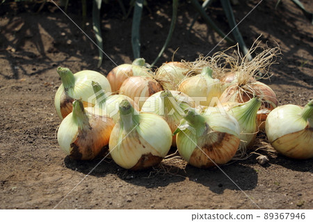 Harvest of onion Harvest of onion 89367946
