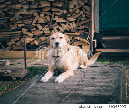 beautiful cute big dog mongrel on a chain, guards house and yard, lives in booth 89367995