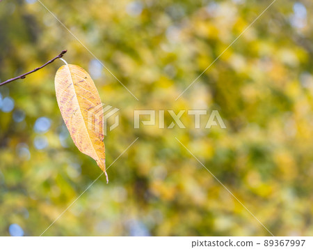 autumn background with bright yellow and red single leaf in center of leaves background 89367997