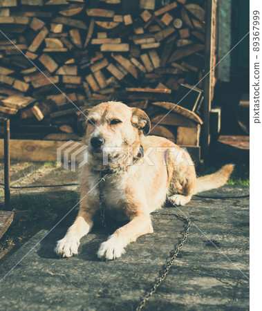 beautiful cute big dog mongrel on a chain, guards house and yard, lives in booth beautiful cute big dog mongrel on a chain, guards house and yard, lives in booth 89367999