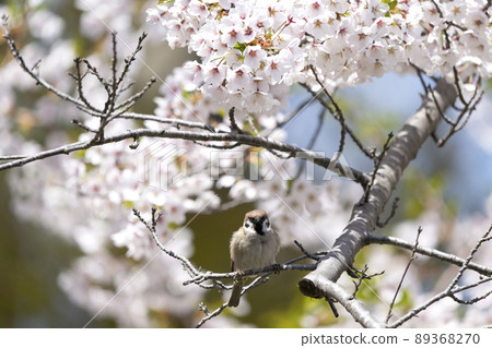 Sparrow Sparrow 89368270