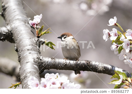 麻雀 麻雀 89368277